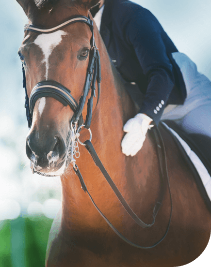 dbm derbymed ueber uns produktkatalog pferd ergaenzungsfutter dbm derbymed ueber uns produktkatalog pferd ergaenzungsfutter